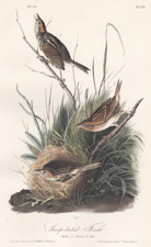 Sharp-tailed Finch