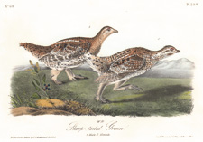 Sharp-tailed Grouse