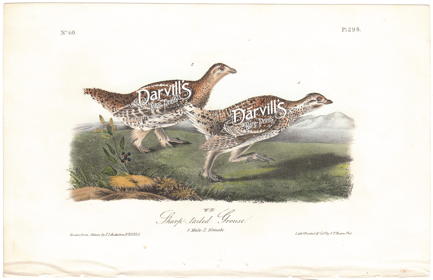Sharp-tailed Grouse Pl. 298