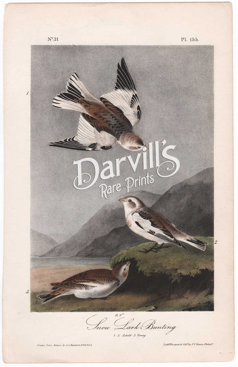 Audubon first edition Snow Lark Bunting