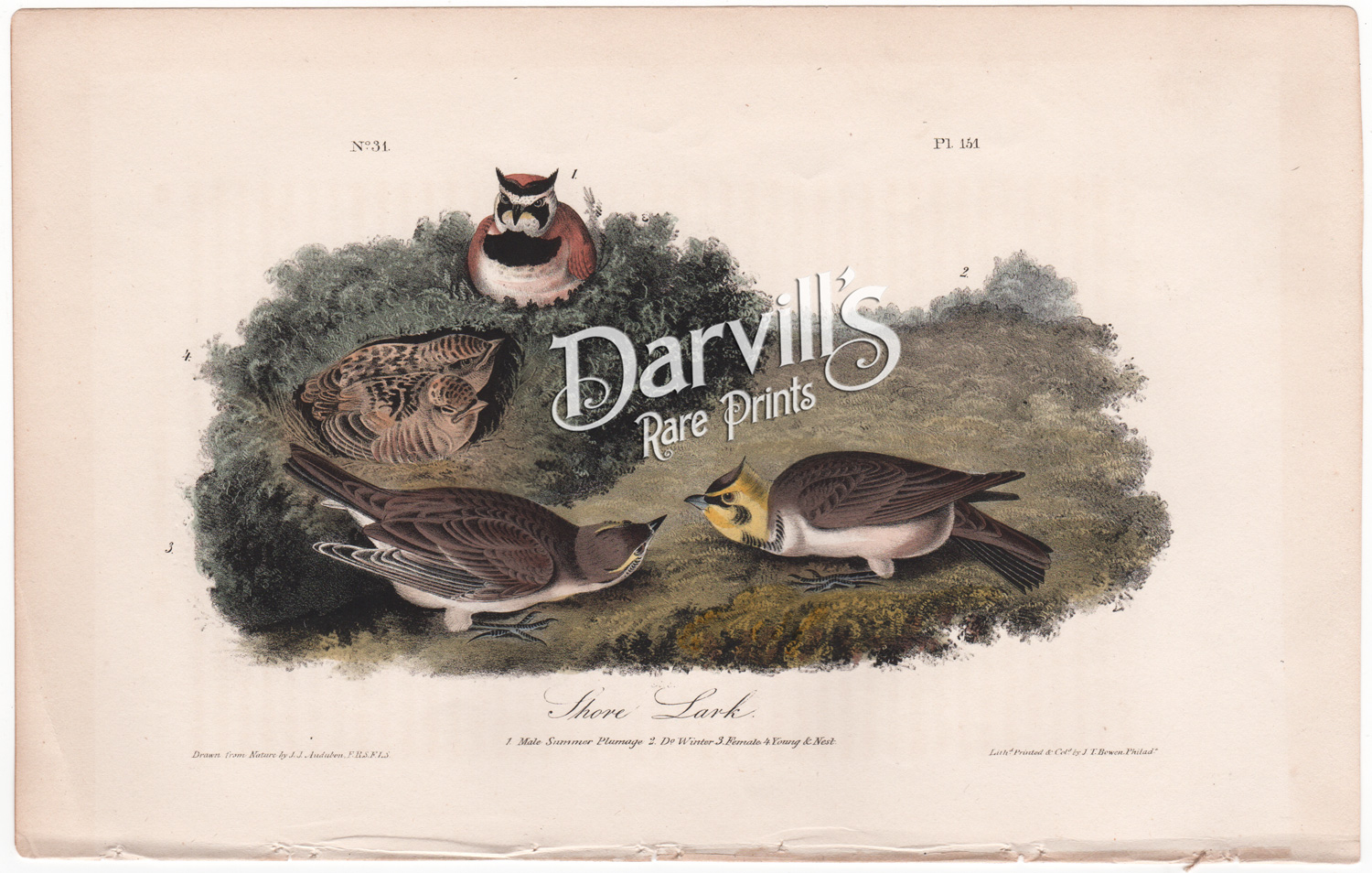 Audubon first edition Western Shore Lark plate 151