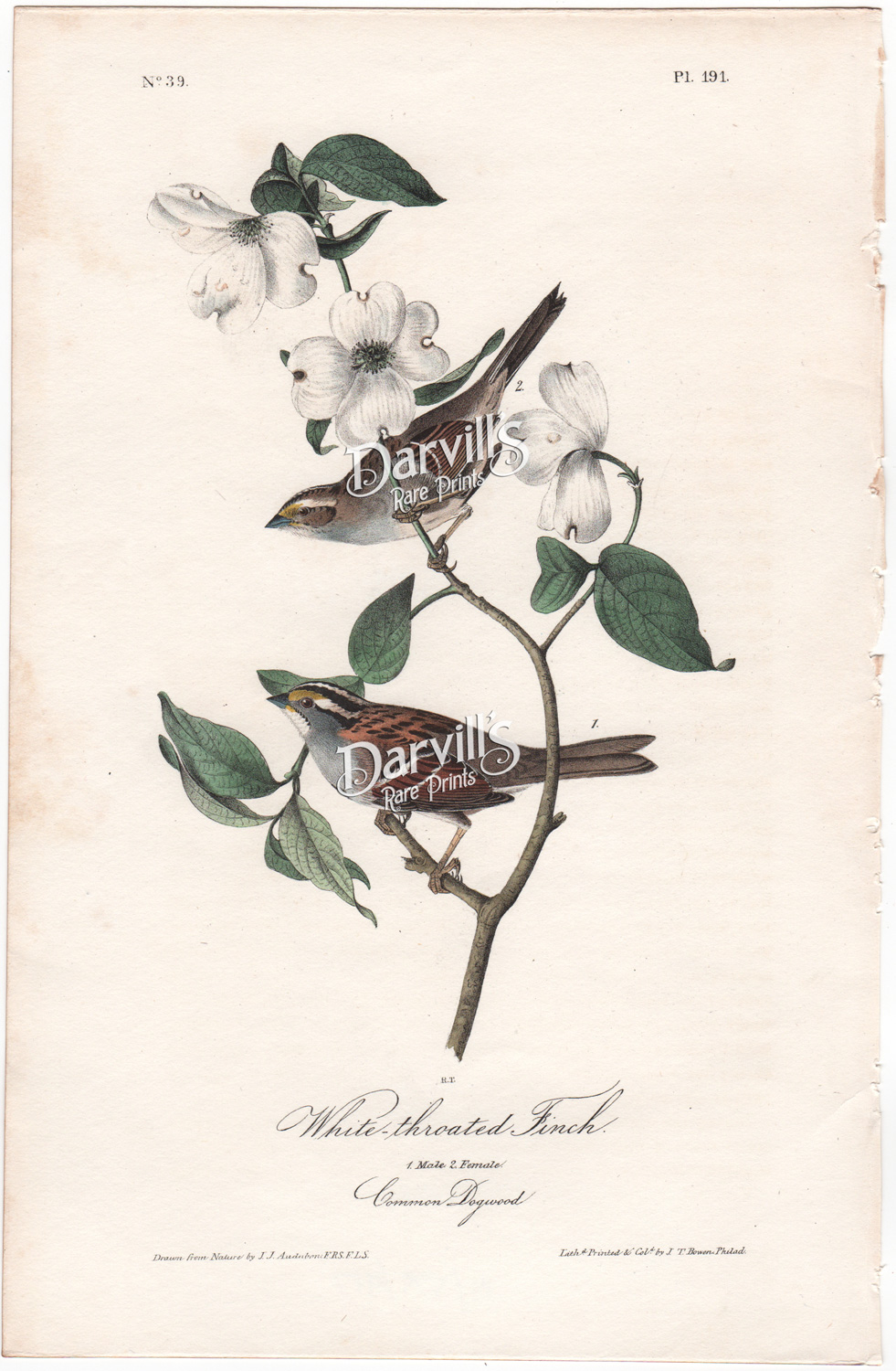 White-throated Finch Common Dogwood plate 191