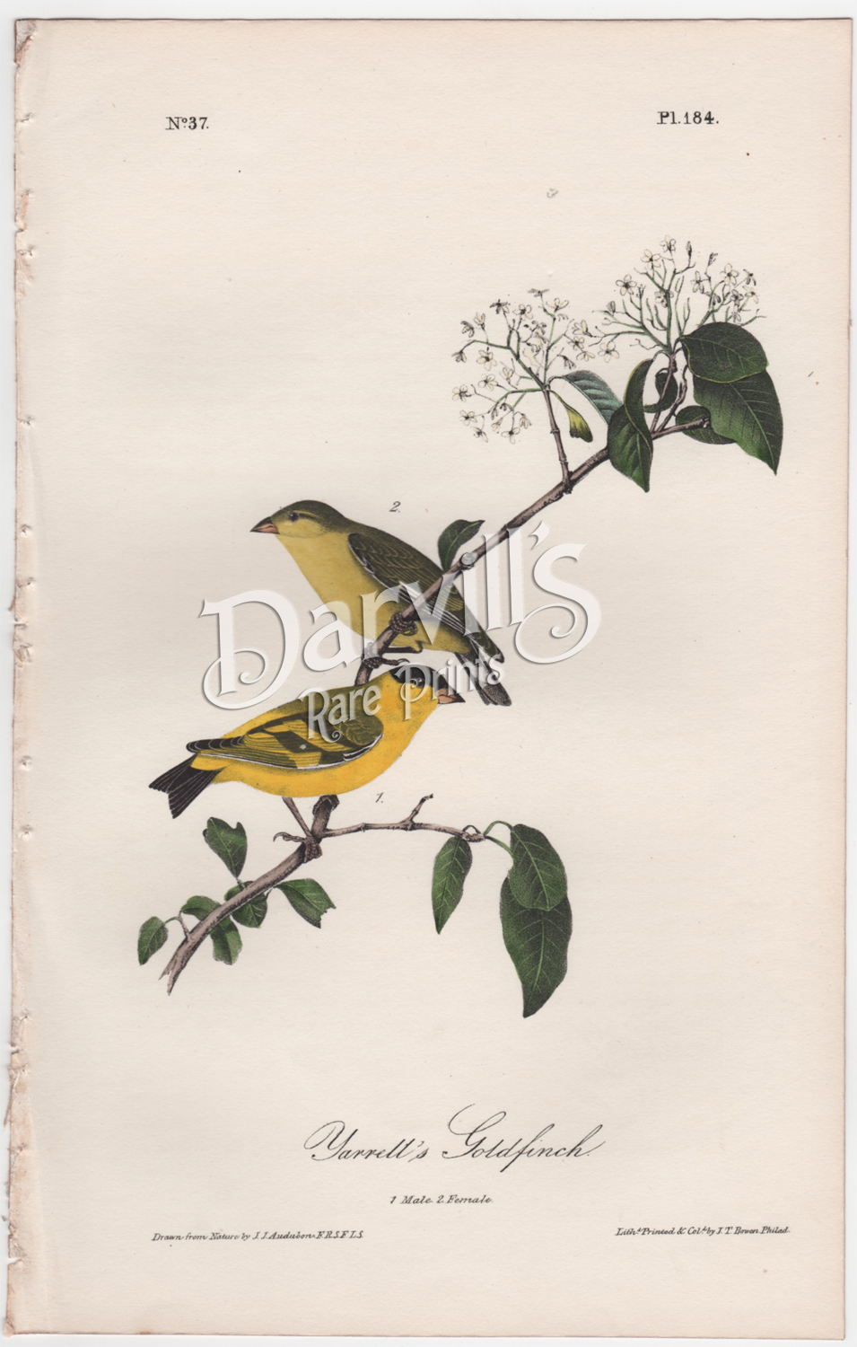 Yarrell's Goldfinch