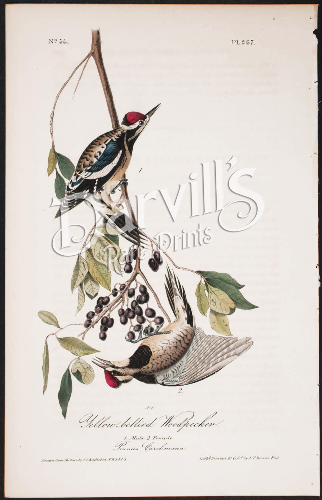 Lewis' Woodpecker plate 272