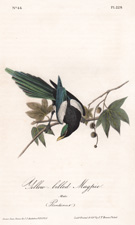 Common Magpie