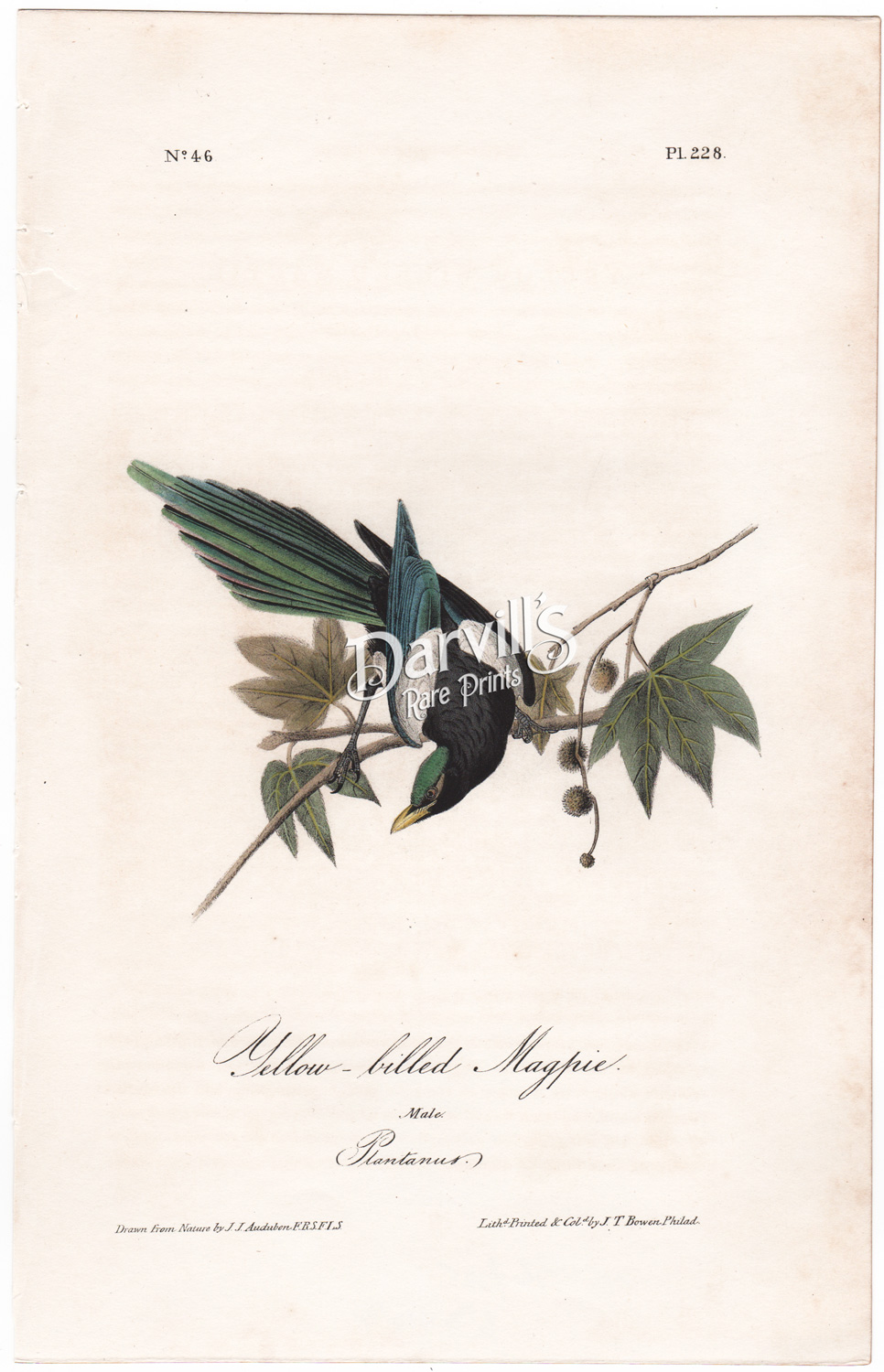 Yellow-billed Magpie plate 228