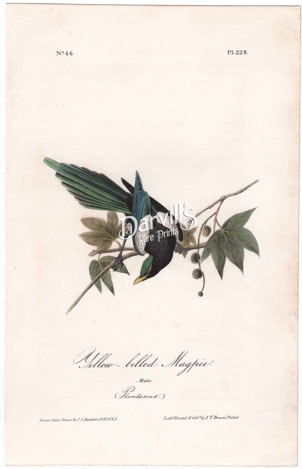 Yellow-billed Magpie plate 228
