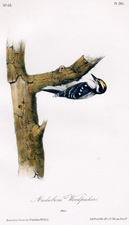 Audubon's Woodpecker