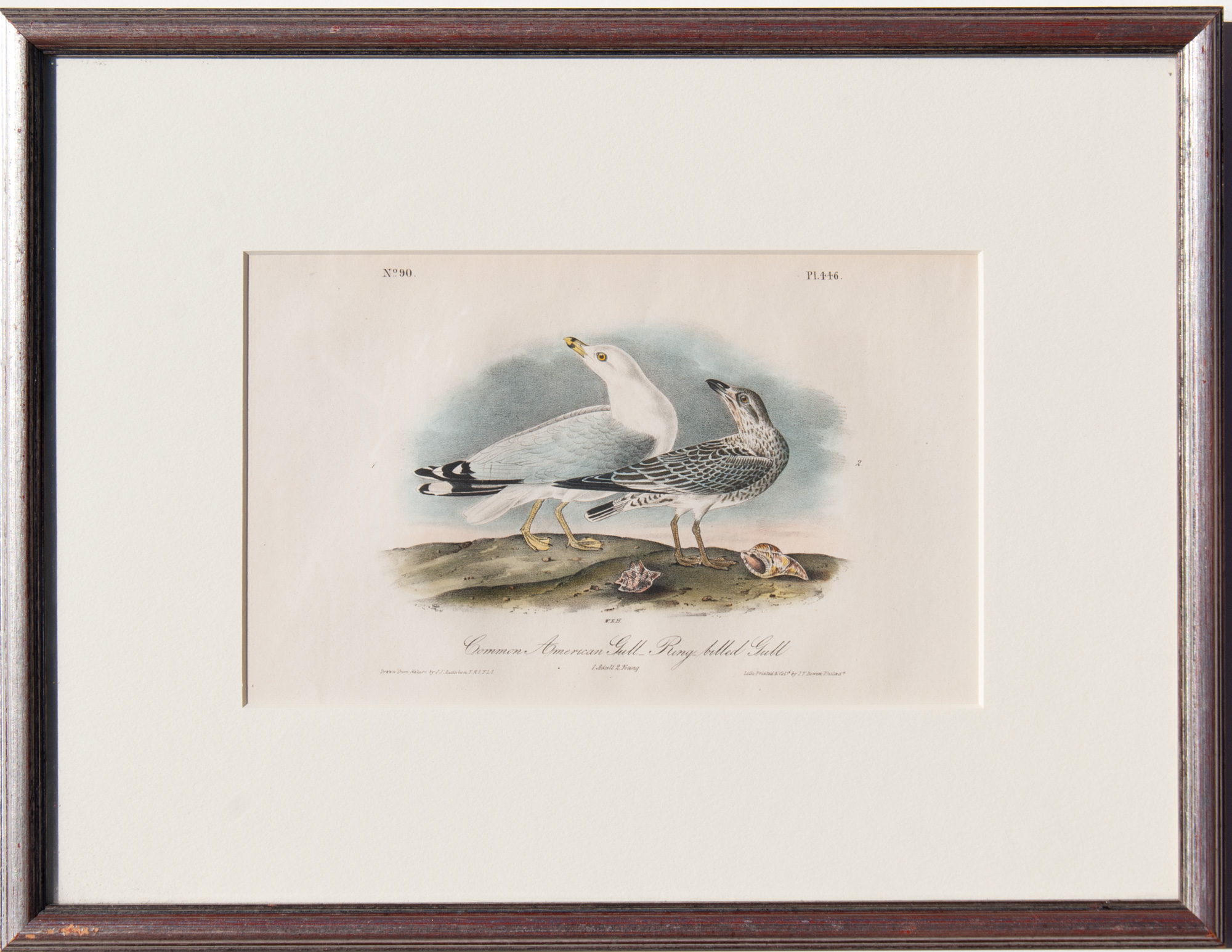 Audubon first edition Common American Gull plate 446 framed