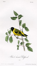 Black-headed Goldfinch