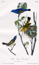 Blue Song Grosbeak