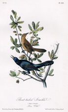 Boat-tailed Grackle