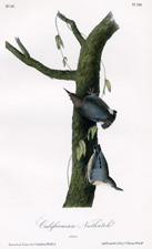 Californian Nuthatch