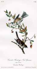 Canada Bunting (Tree Sparrow)