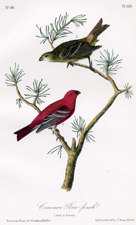 Common Pine-finch