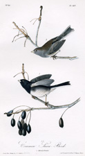 Common Snow-Bird