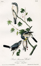 Great American Shrike