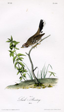 Lark Bunting