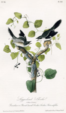 Loggerhead Shrike