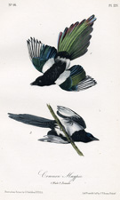 Common Magpie