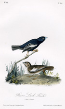 Prairie Lark-Finch