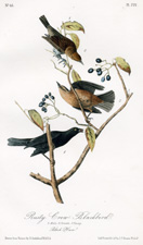 Rusty Crow-Blackbird