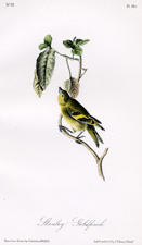 Stanley Goldfinch