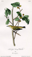 Tennessee Swamp Warbler