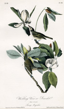 Warbling Vireo or Greenlet