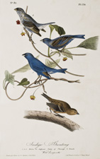 Indigo Bunting 