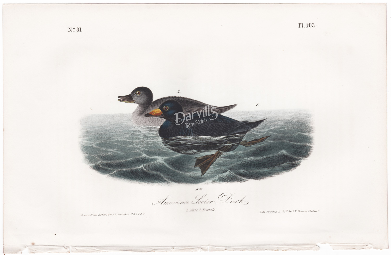 American Scoter Duck Plate 403