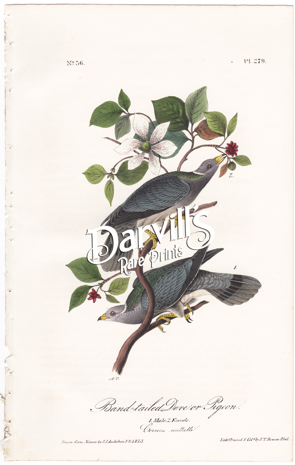 Band-tail Dove or Pigeon plate 279
