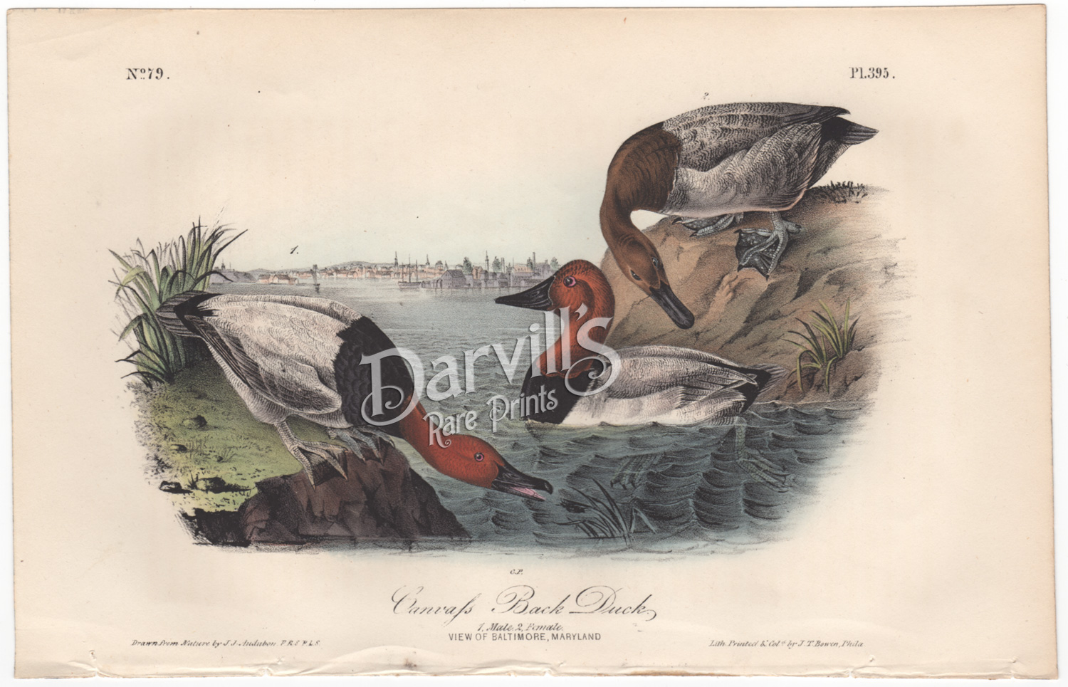 Audubon first edition octavo Canvass Back Duck, plate 395