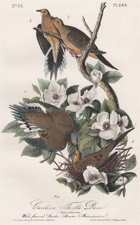 The Carolina Turtle Dove