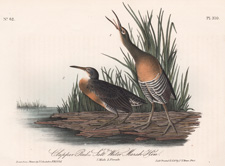 Clapper Rail or 