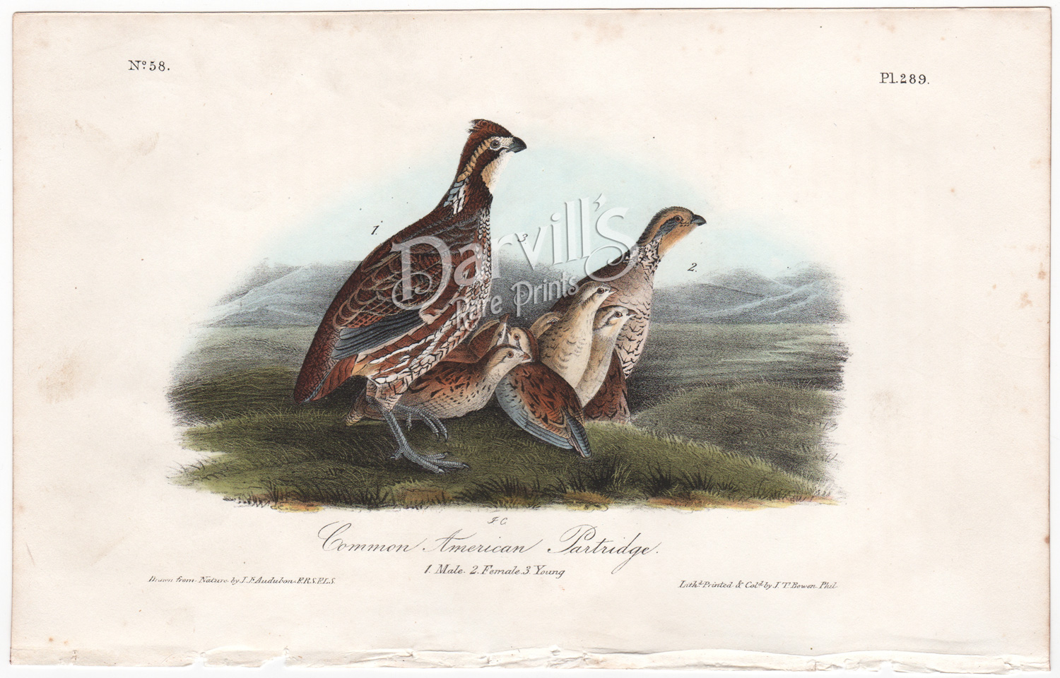 Common American Partridge