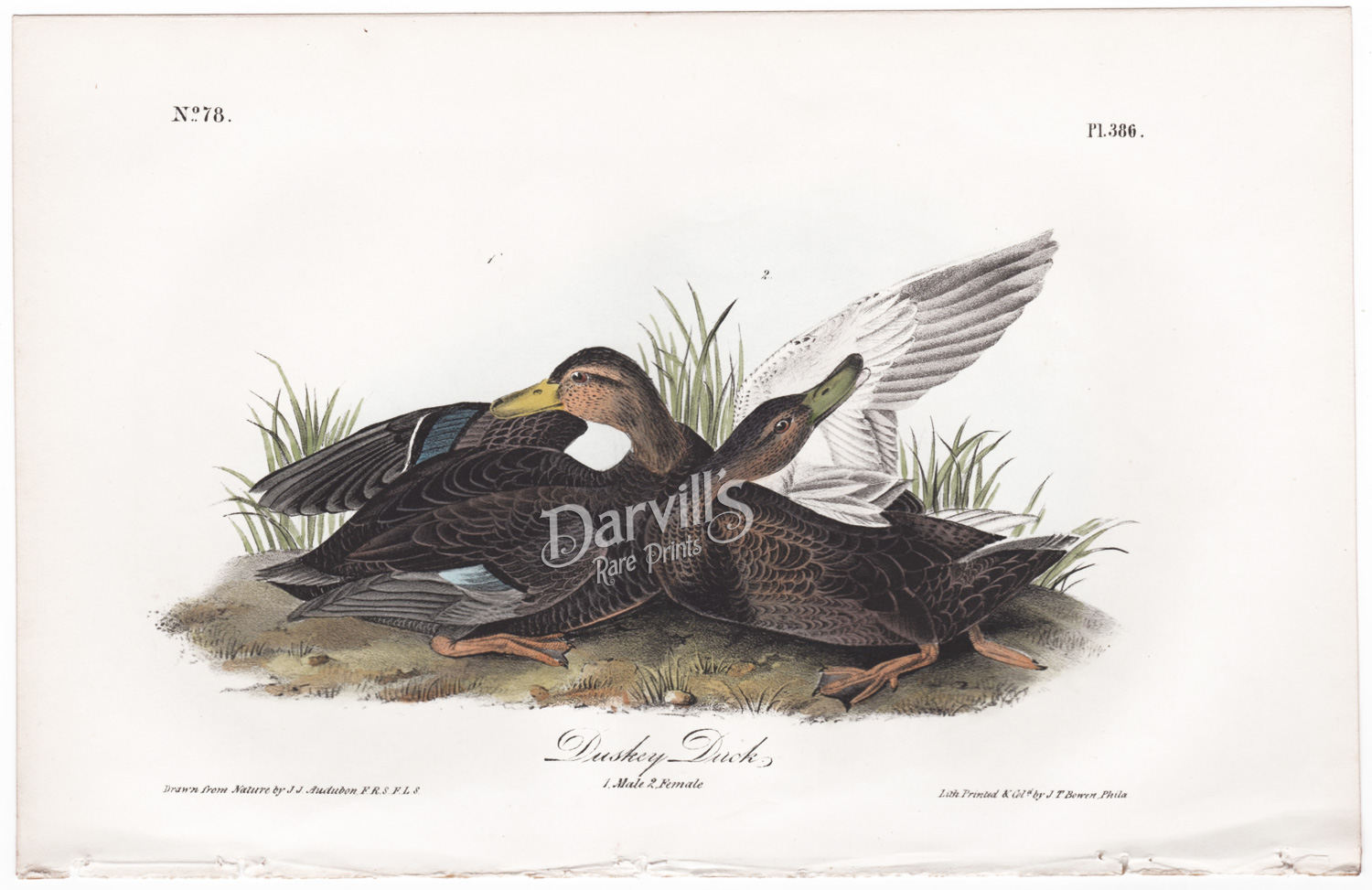 Duskey Duck Plate 386