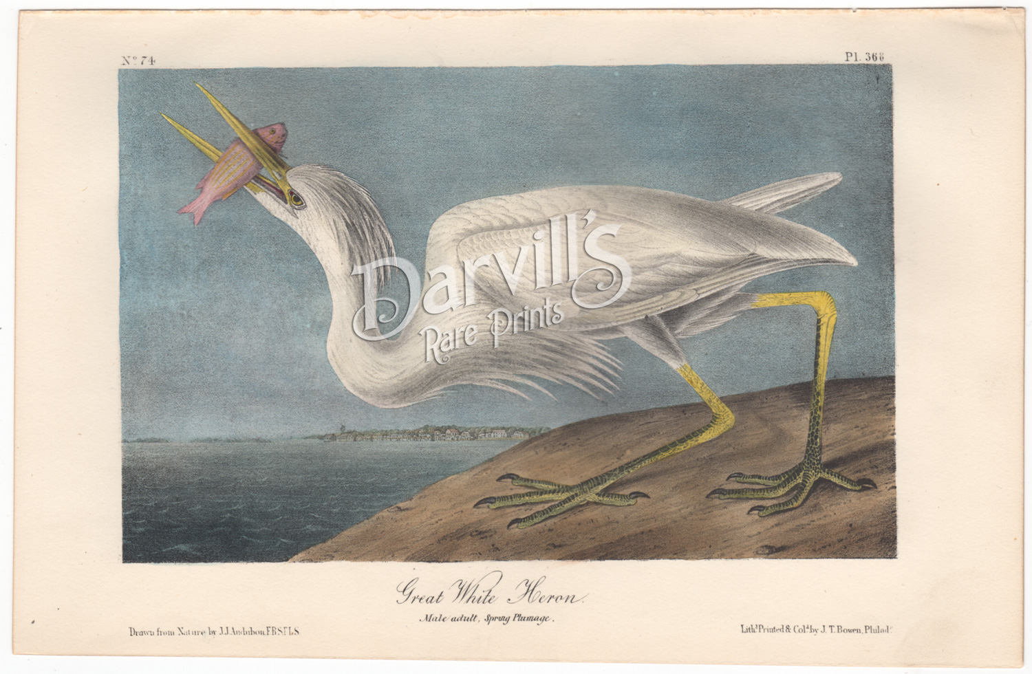 Audubon first edition octavo Great White Heron, plate 368
