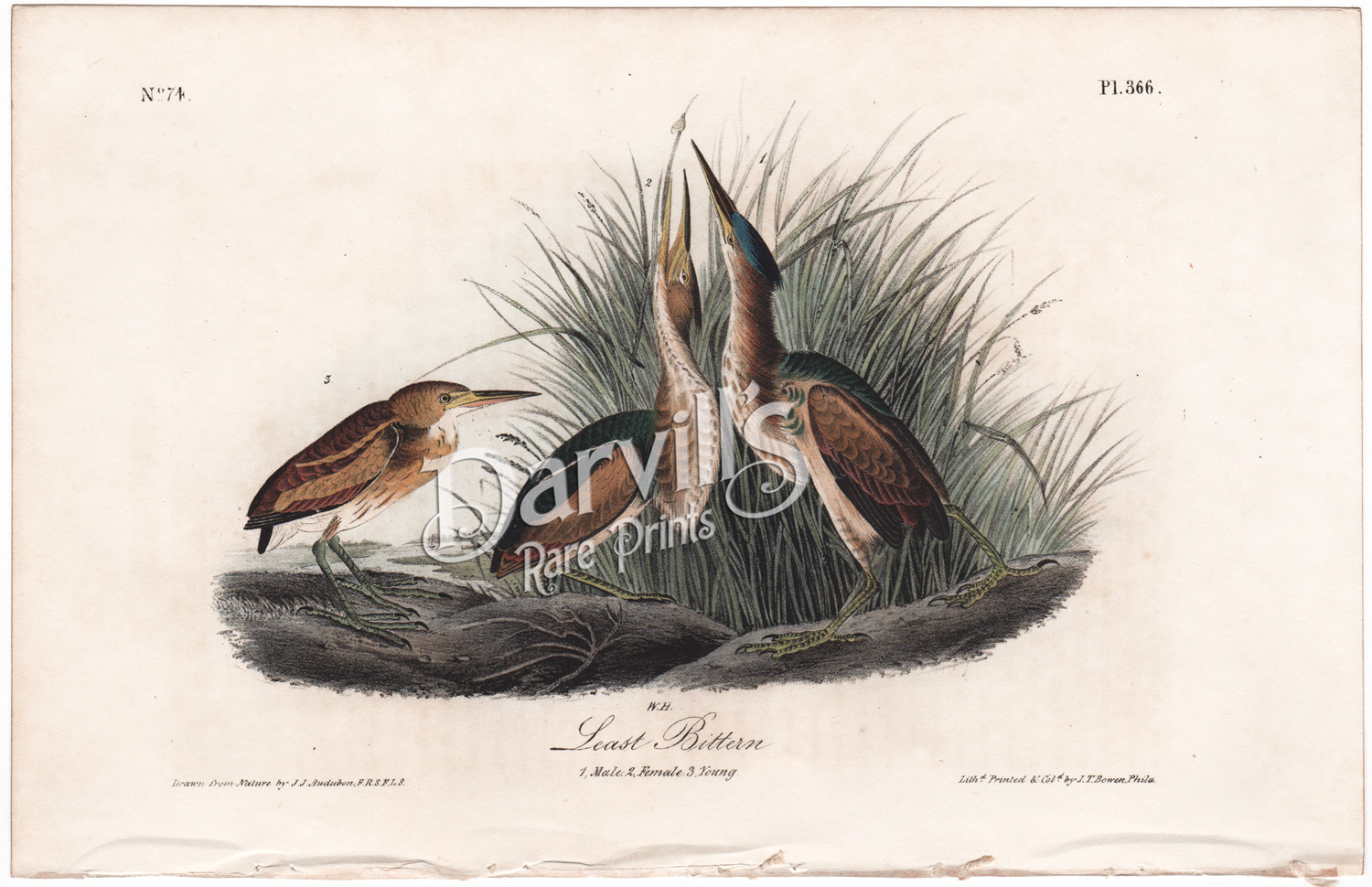 Audubon first edition octavo Least Bittern plate 366