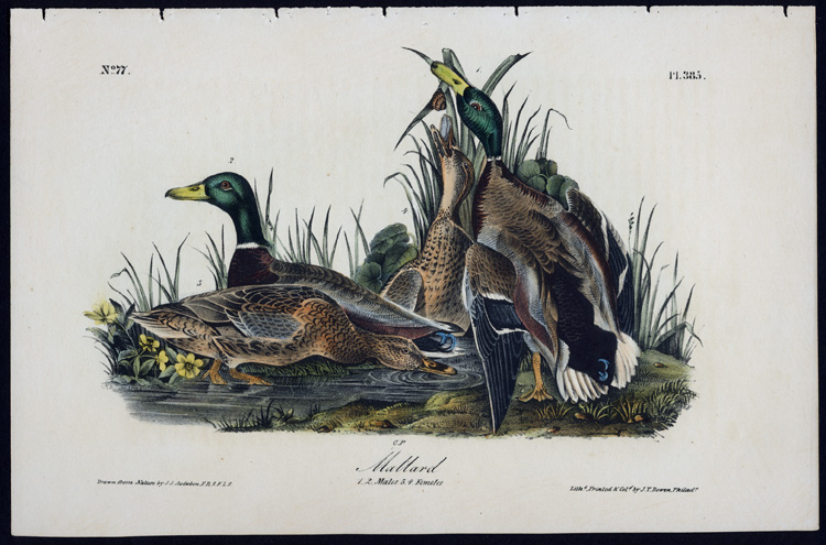 Mallard