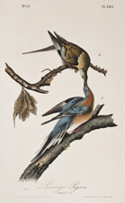 Passenger Pigeon