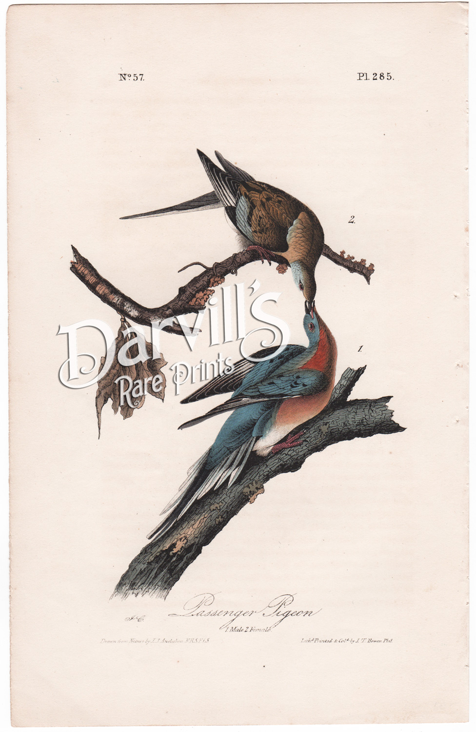 Passenger Pigeon plate 285