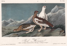 White-tailed Ptarmigan