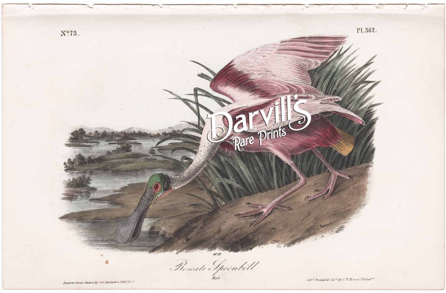 Roseate Spoonbill