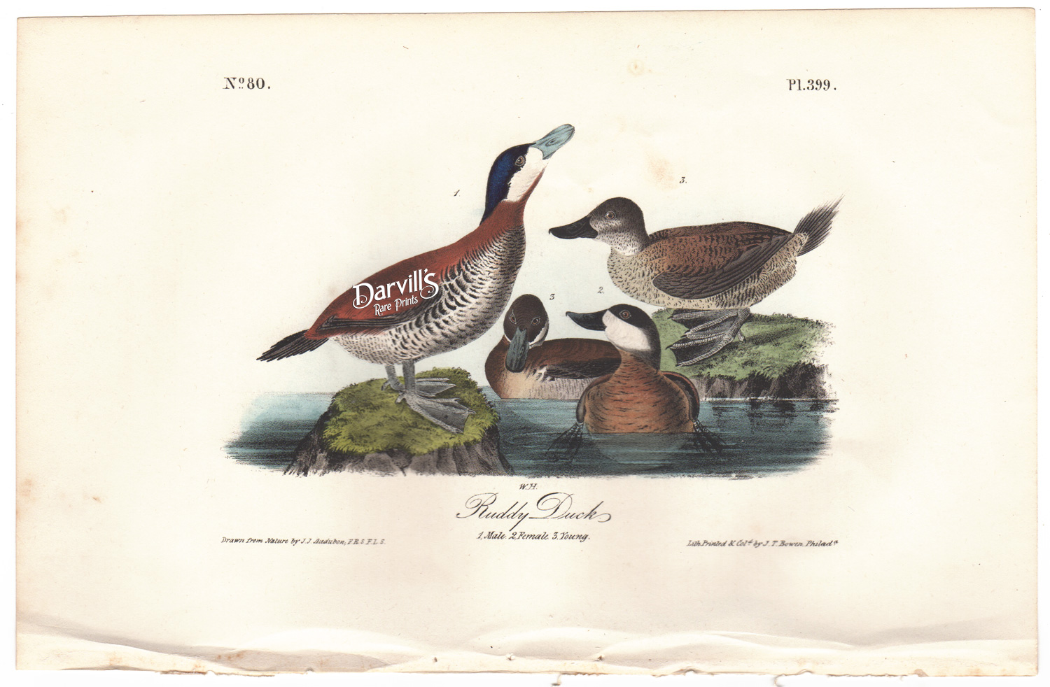 Ruddy Duck plate 399