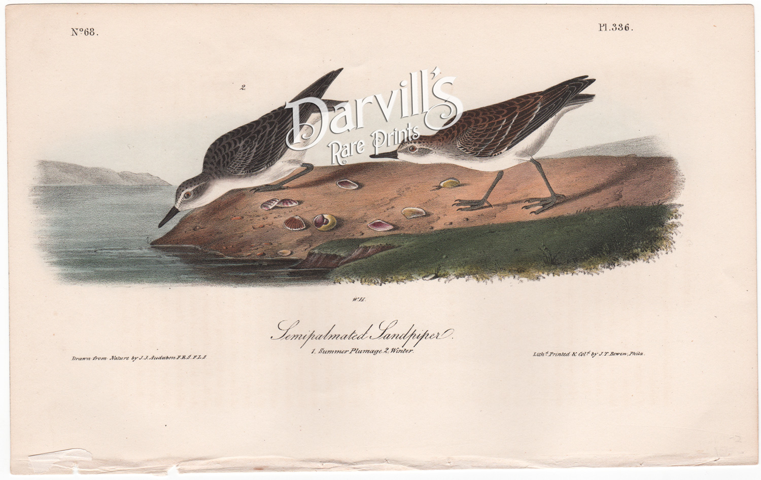 Semipalmated Sandpiper plate 336 Audubon first edition