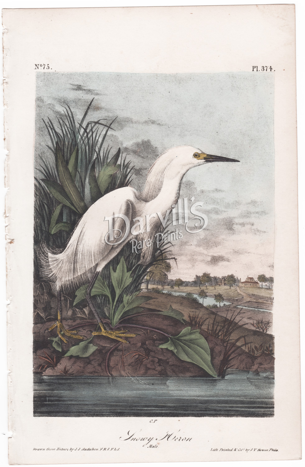 Snowy Heron Plate 374