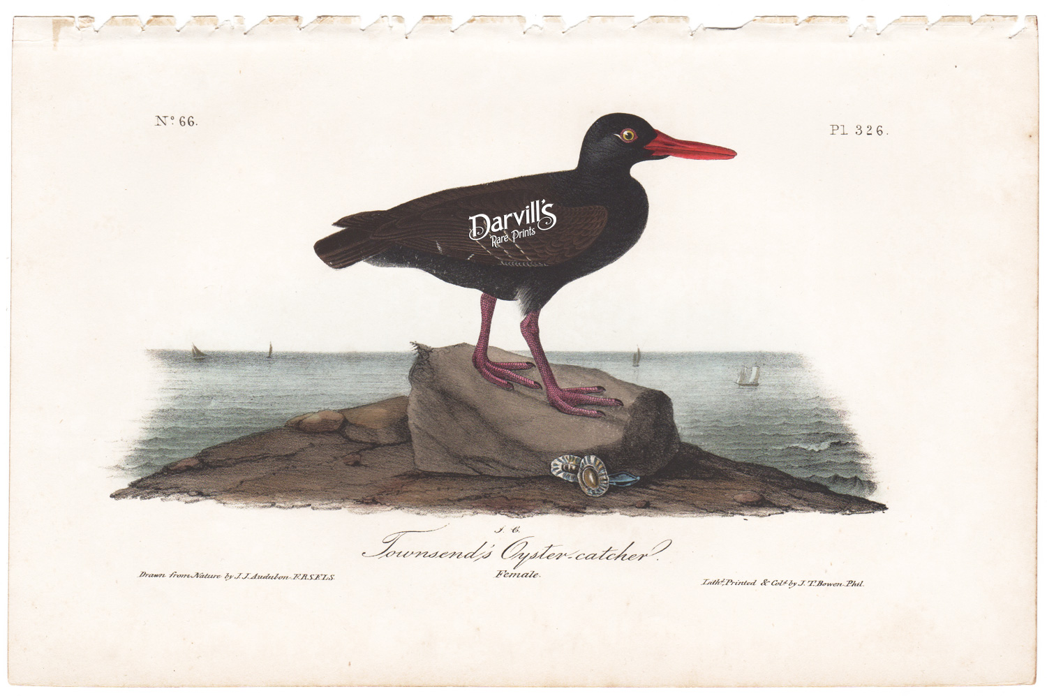 Townsend's Oyster-Catcher Plate 326