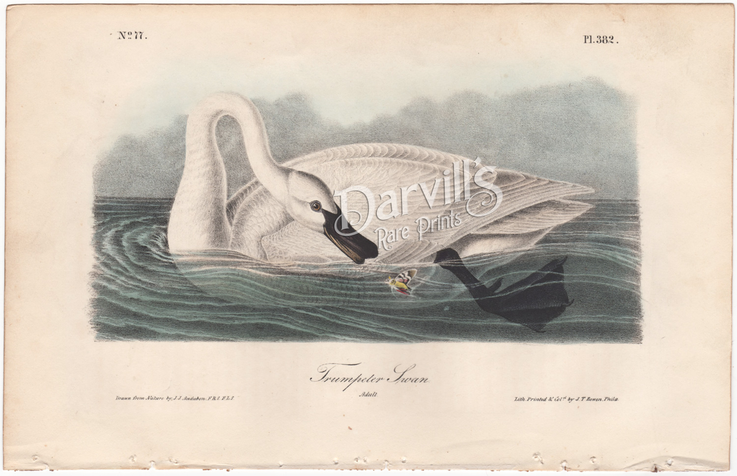 Audubon first edition Trumpeter Swan plate 382