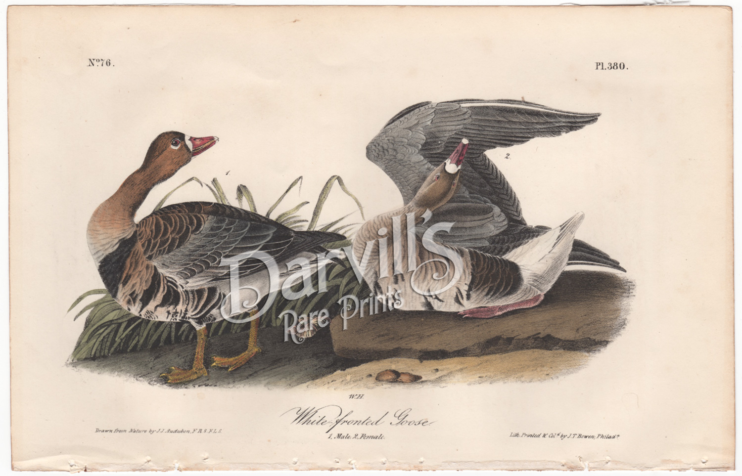 Audubon first edition White-fronted Goose plate 380